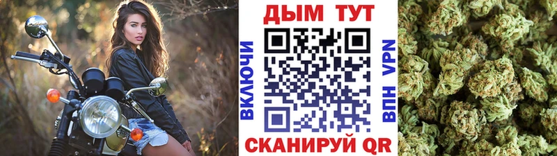 Конопля гибрид  Петрозаводск 